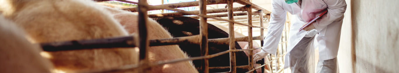 Incentive Compensation Automation For A Global Top 5 Animal Health Company